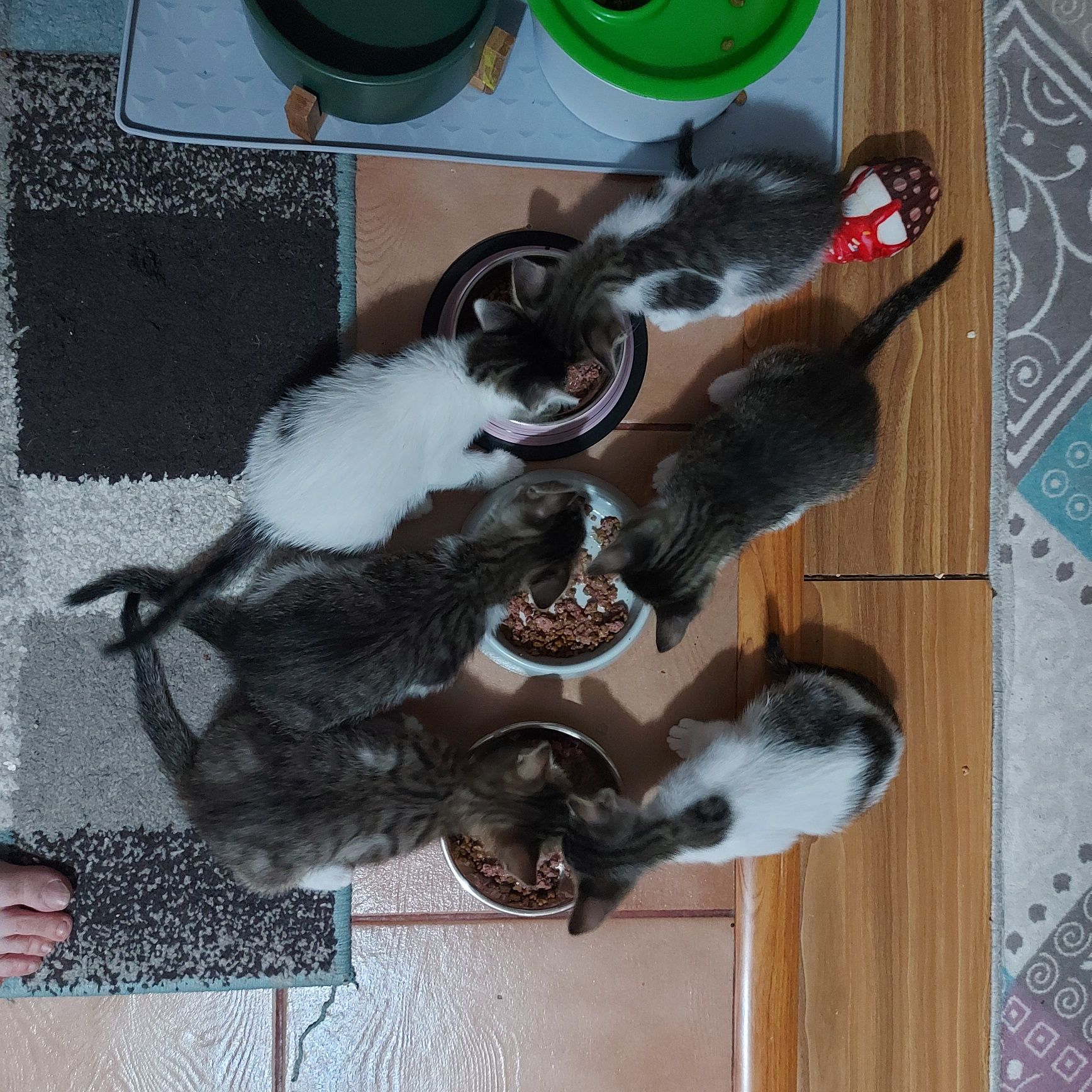 Adoptie responsabila Constanta