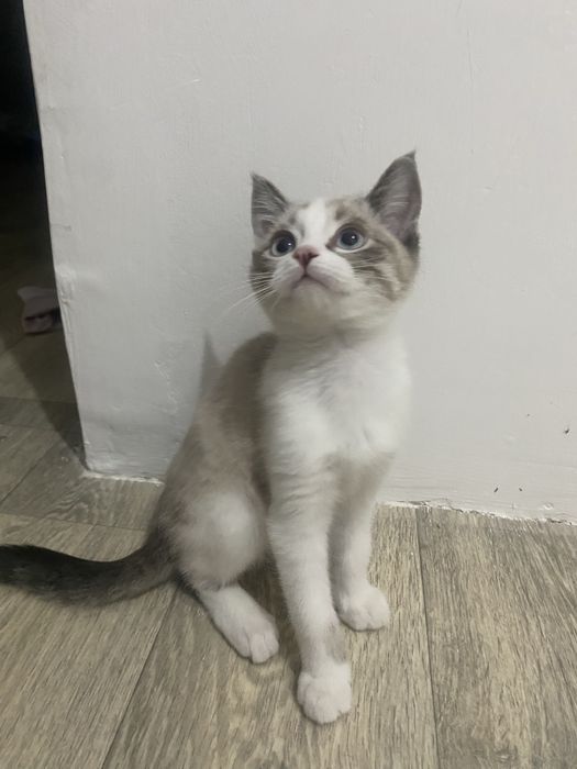 Отдам котенка мальчика в добрые руки.