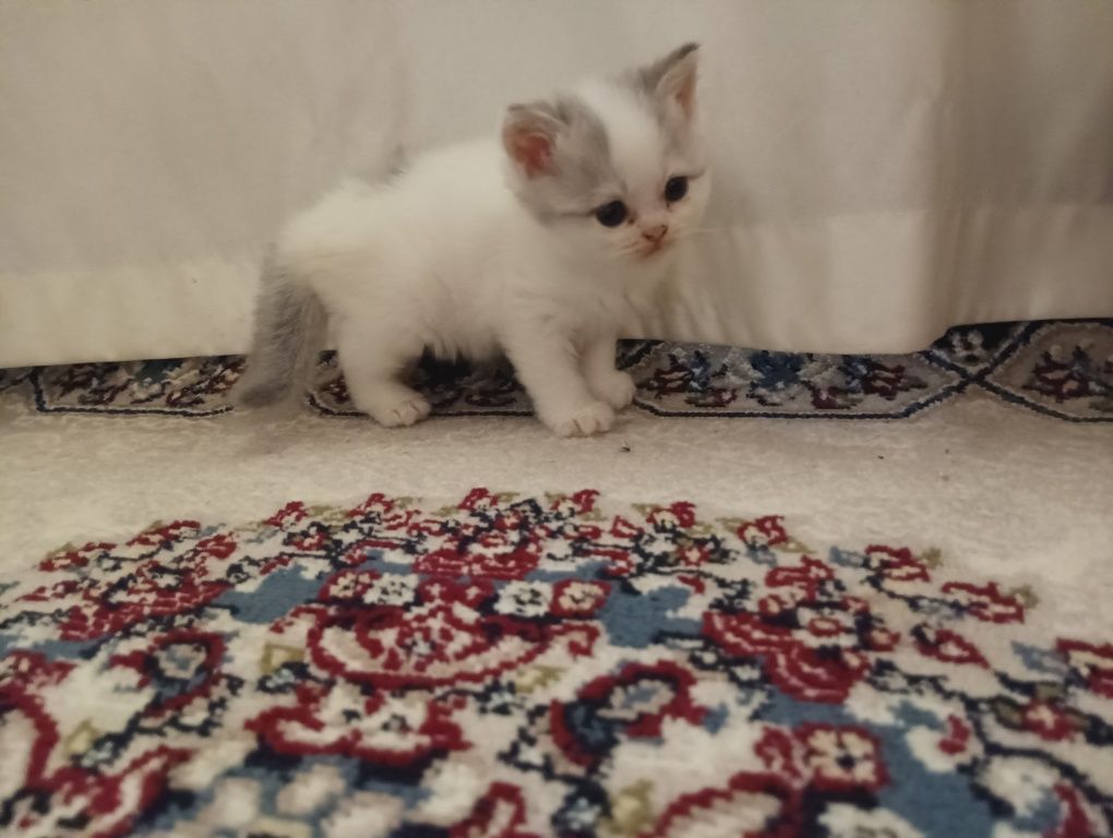 Tozza qonli scottish mushuklar sotiladi