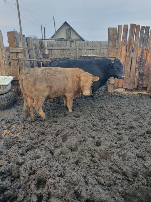 Быки) бука) говядина.