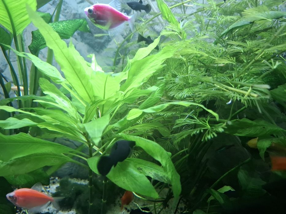 Vand sau schimb pesti Black molly lyra sau poecillia