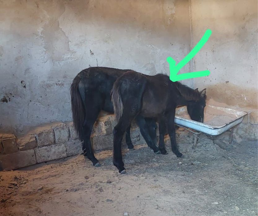 Еркек жабағы сатылады. Сайында тұр