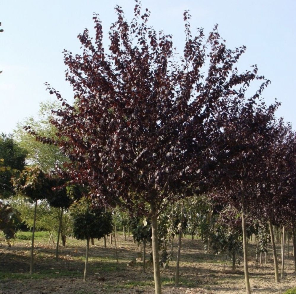 Prunus Nigra / corcoduș rosu