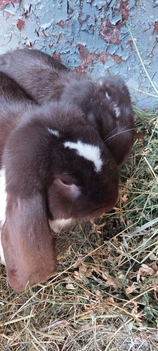 Pereche berbec german gratis