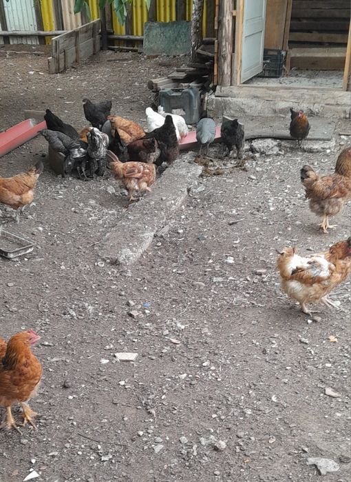 Vând gaini de casă bune de oua rezistente la frig Anghel