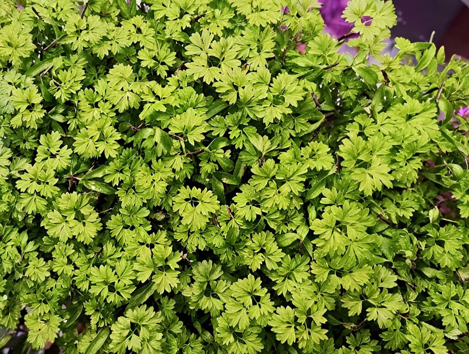 Микрозелень и пищевые цветы  Алматы