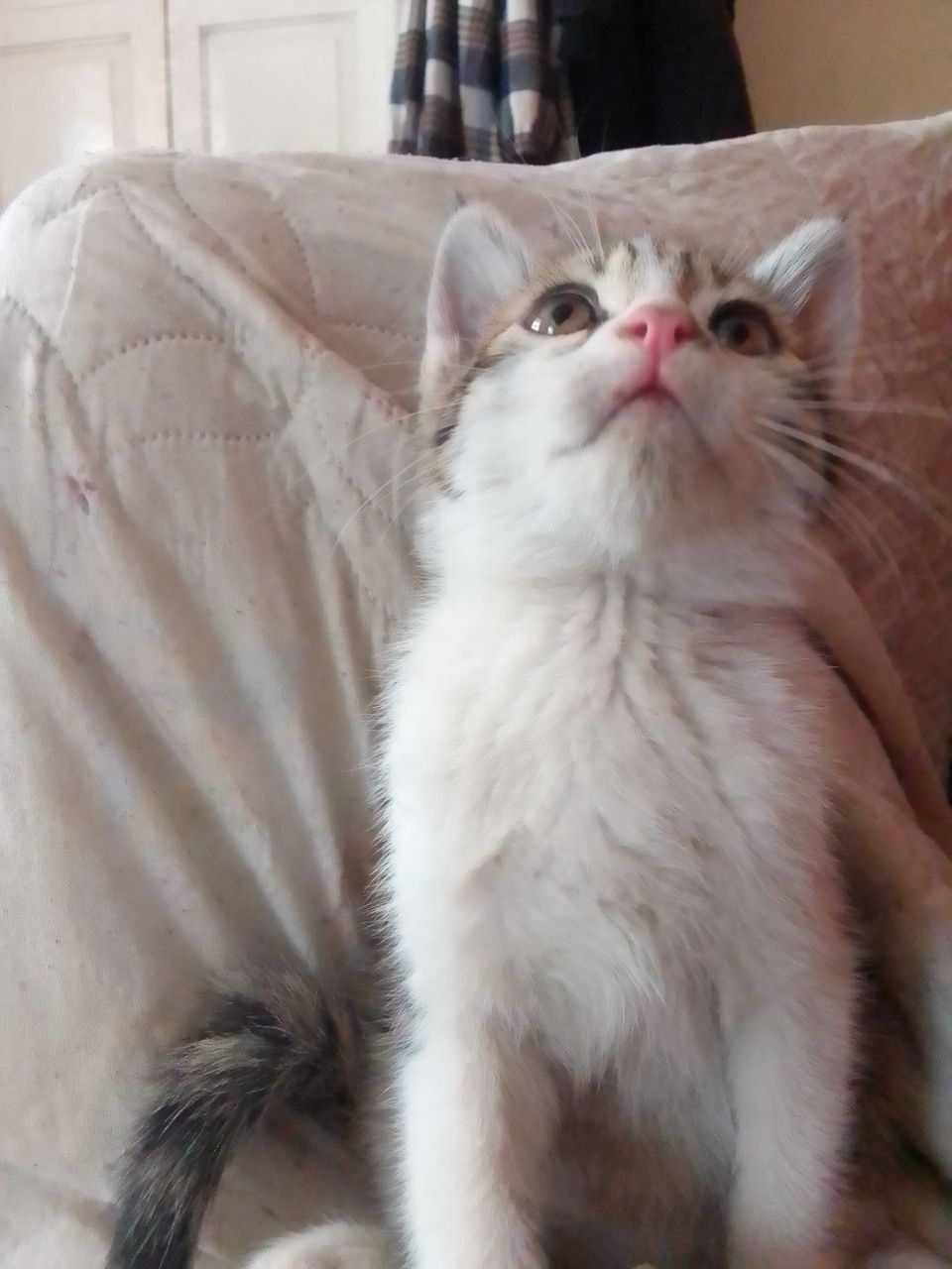 Котёнок ищет дом