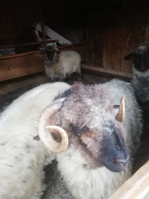 Vând un un berbecuț și 2 mioare