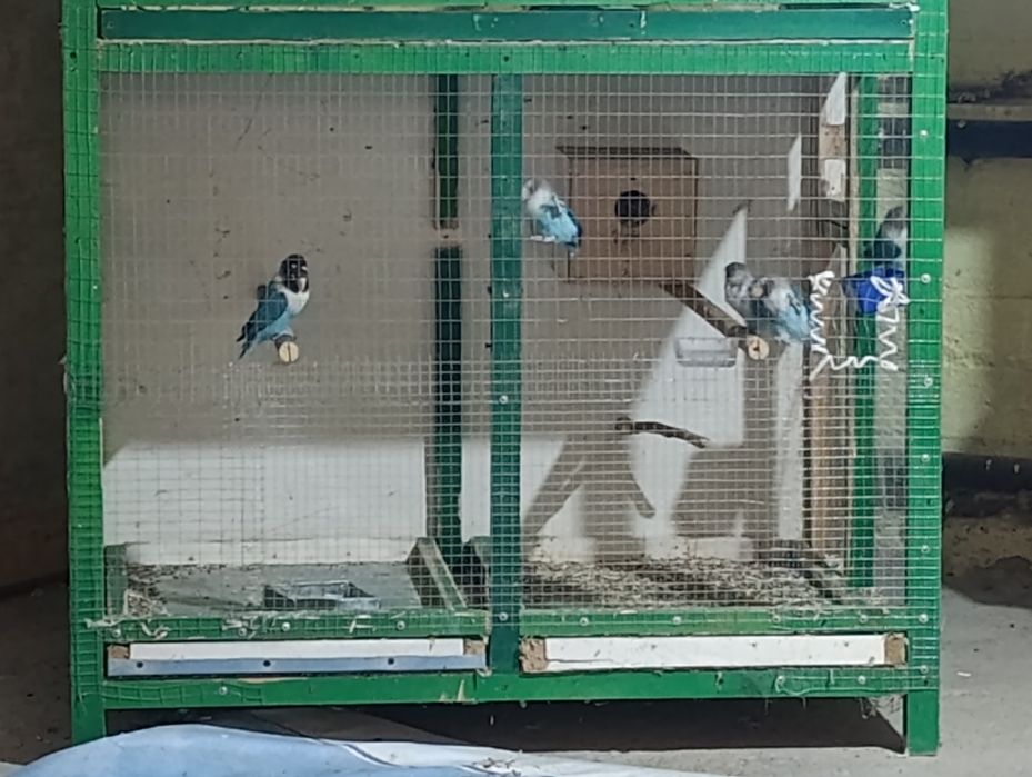 Неразлушка маска кушлар сотилади