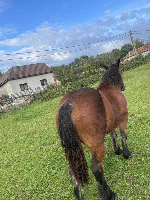Vând o manza ardaneza si o iapa