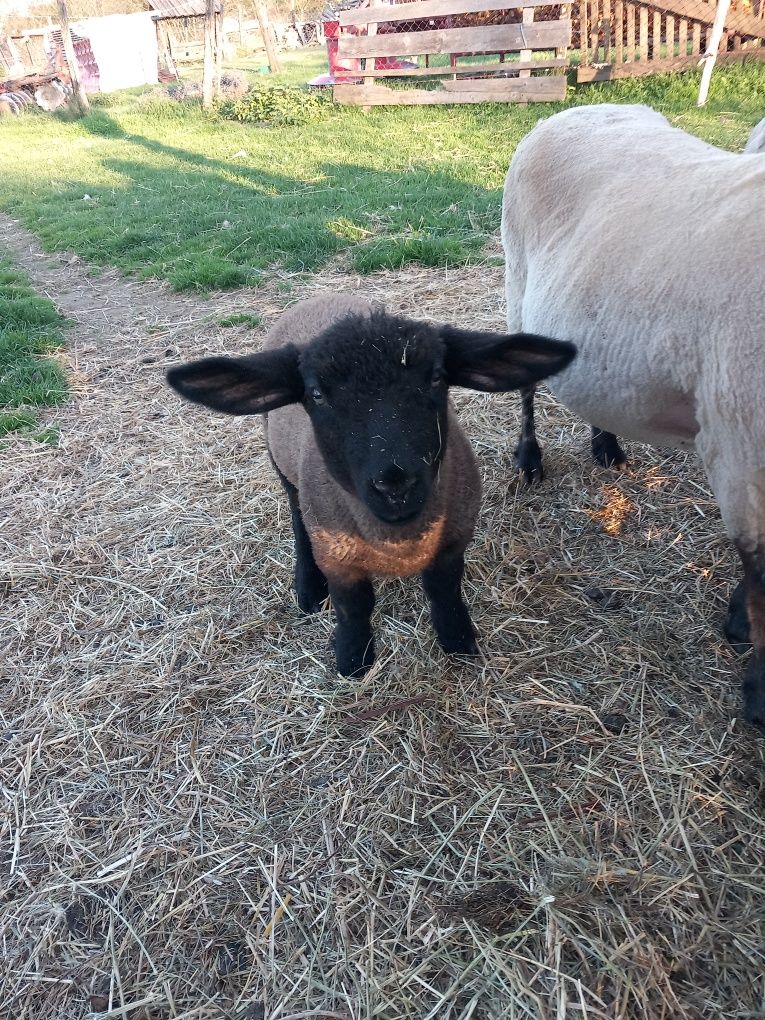 Miei suffolk disponibili