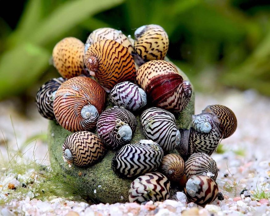 Аквариумные рыбки