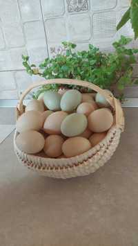 Oua proaspete pentru consum de gaina si de rata