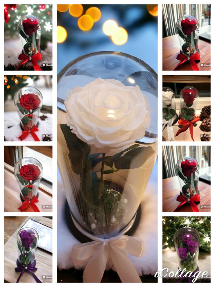 Trandafir criogenat rosu in cupola de 17-20-25 cm