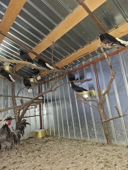 De vânzare porumbei cod alb