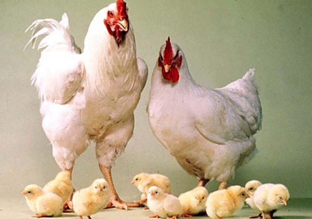 Продам   инкубационные яйца  бройлера Кобб 500