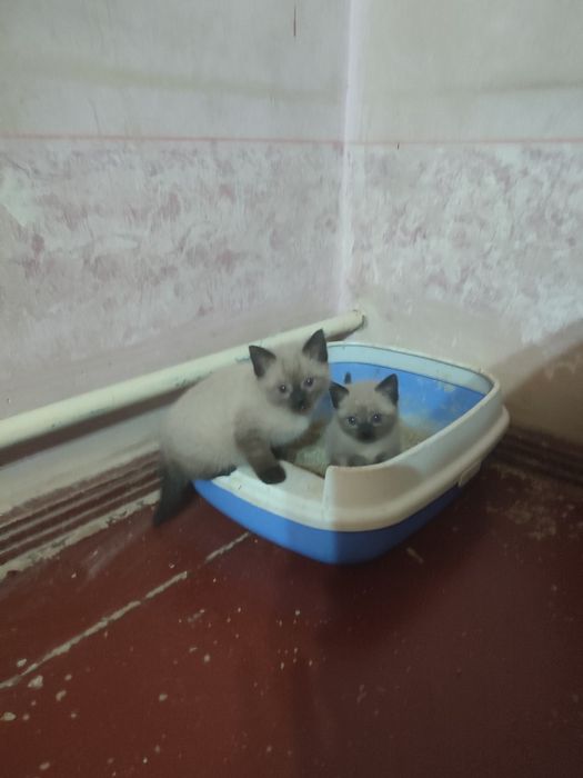 Кошки сиамские хорошие