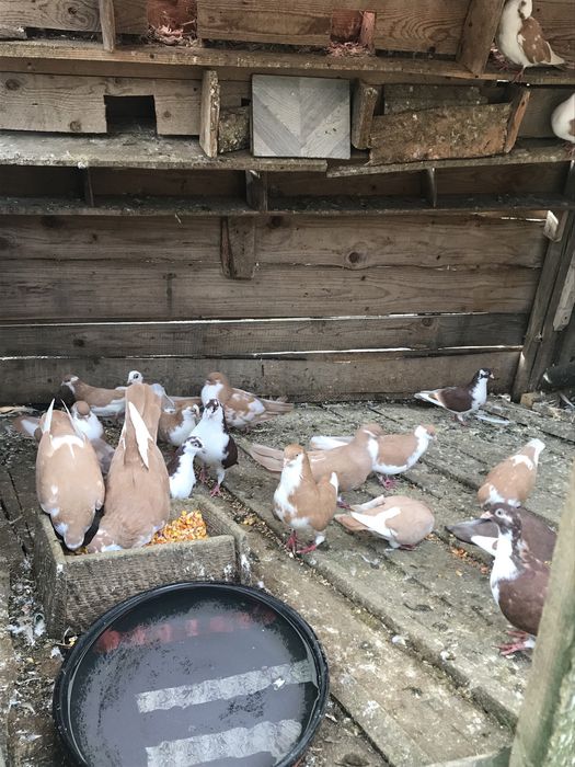 Porumbei galateni jucatori