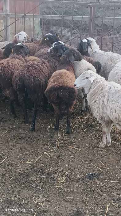 Продам кушкарчика 6 месяцев
