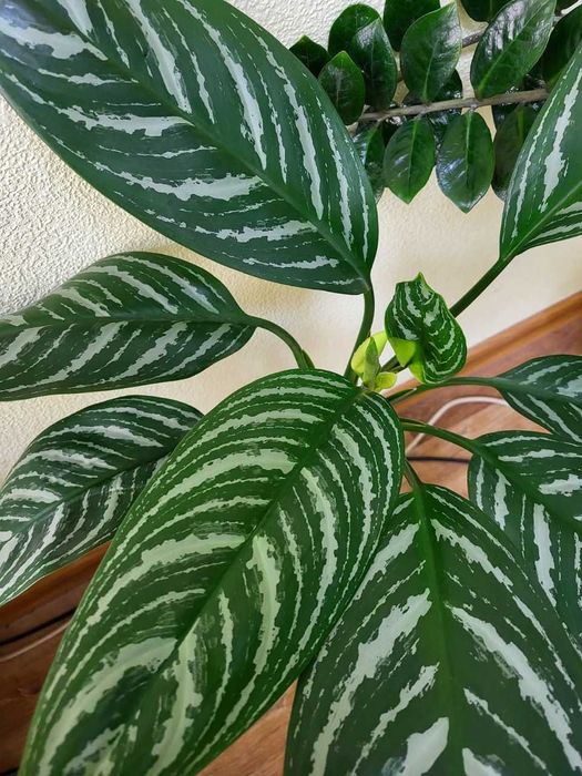 Уход за комнатными цветами