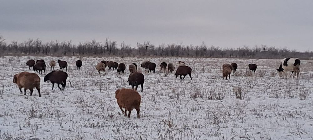 Бараны овцы продам