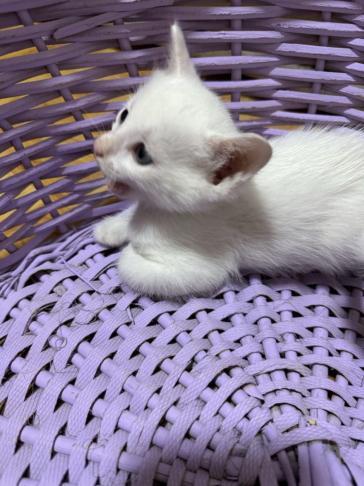 Котята даром в хорошие руки