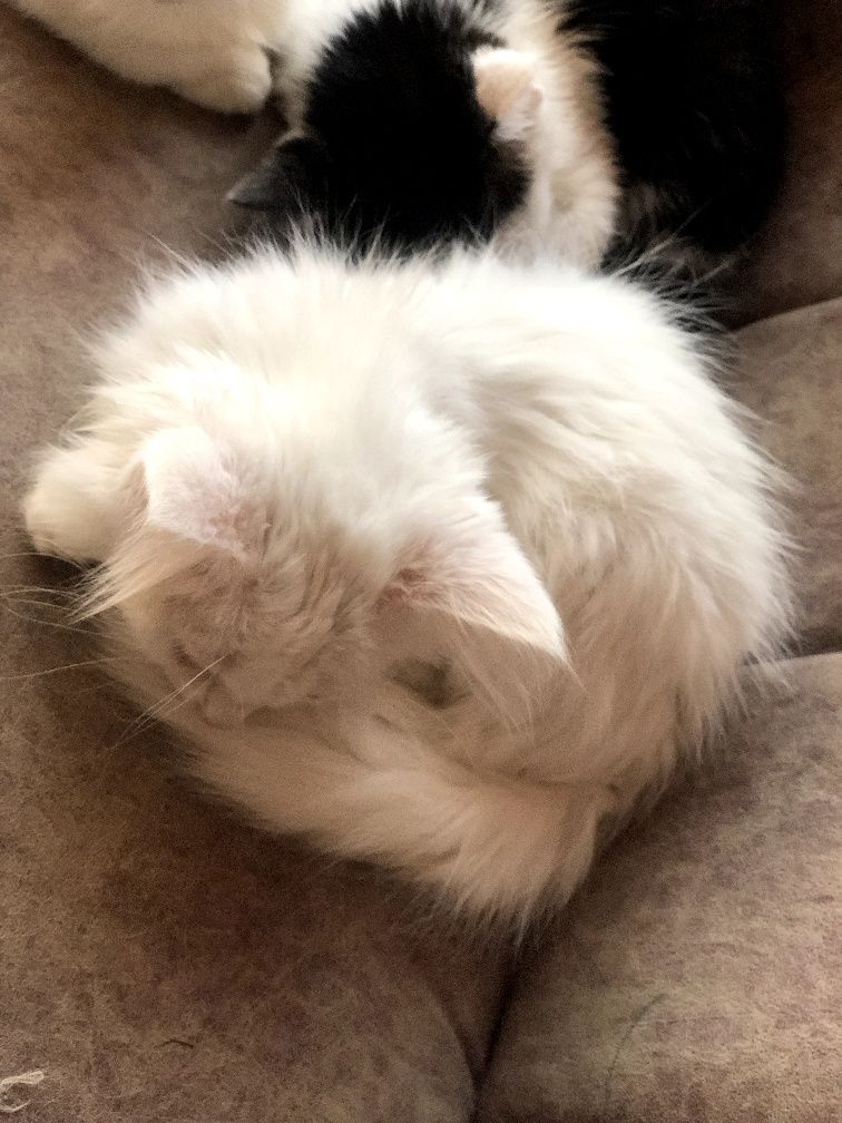 Котик турецкий ангора