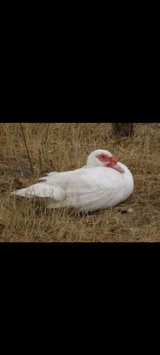 Vând Rațe Rouen și Rațe Mute Albe !!!