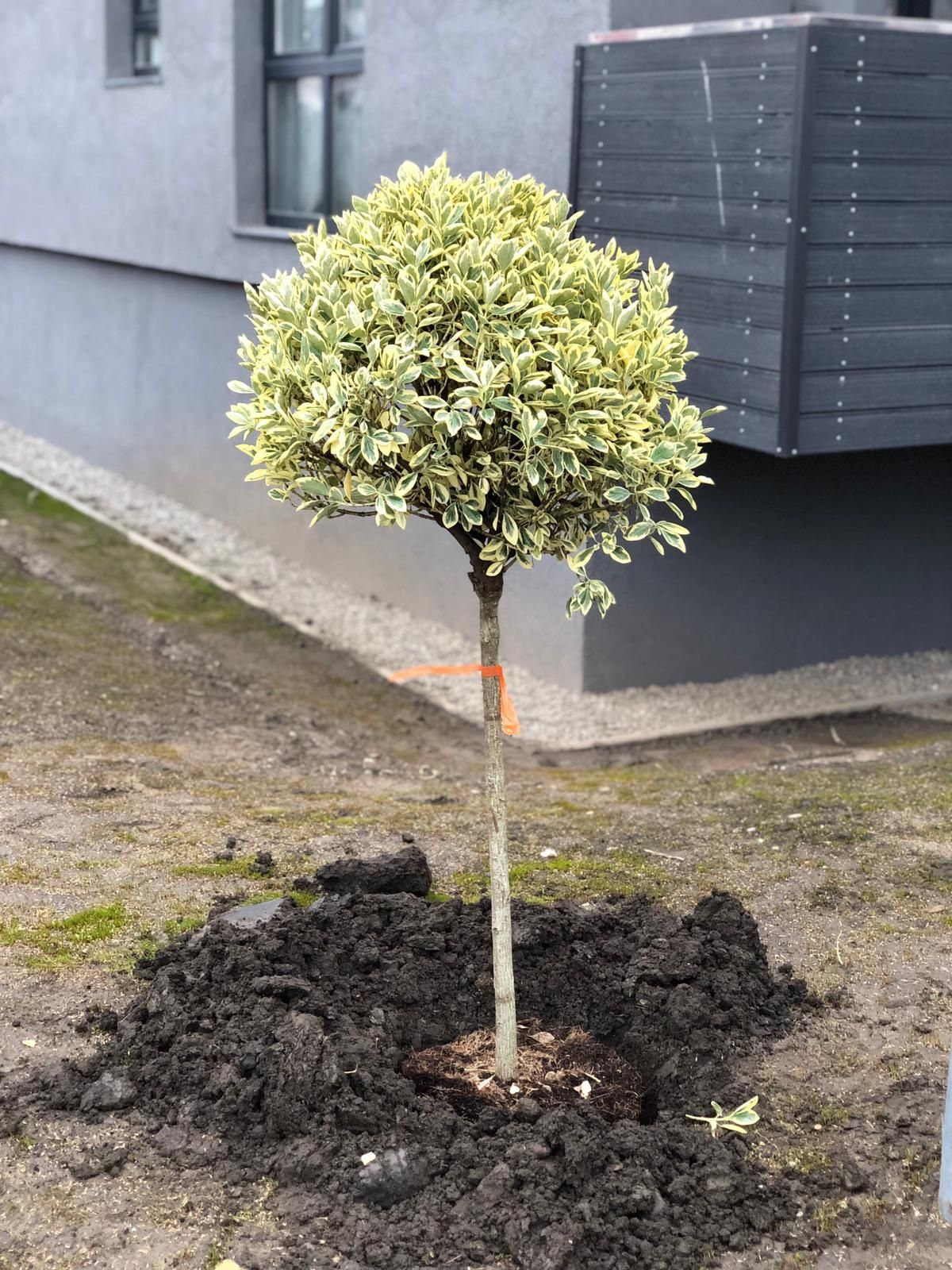 Plante ornamentale oriunde în tara