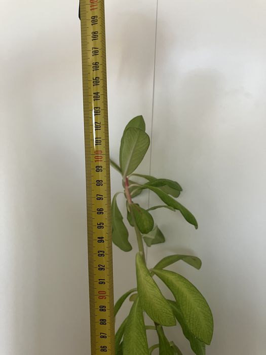 Doua plante de cauciuc