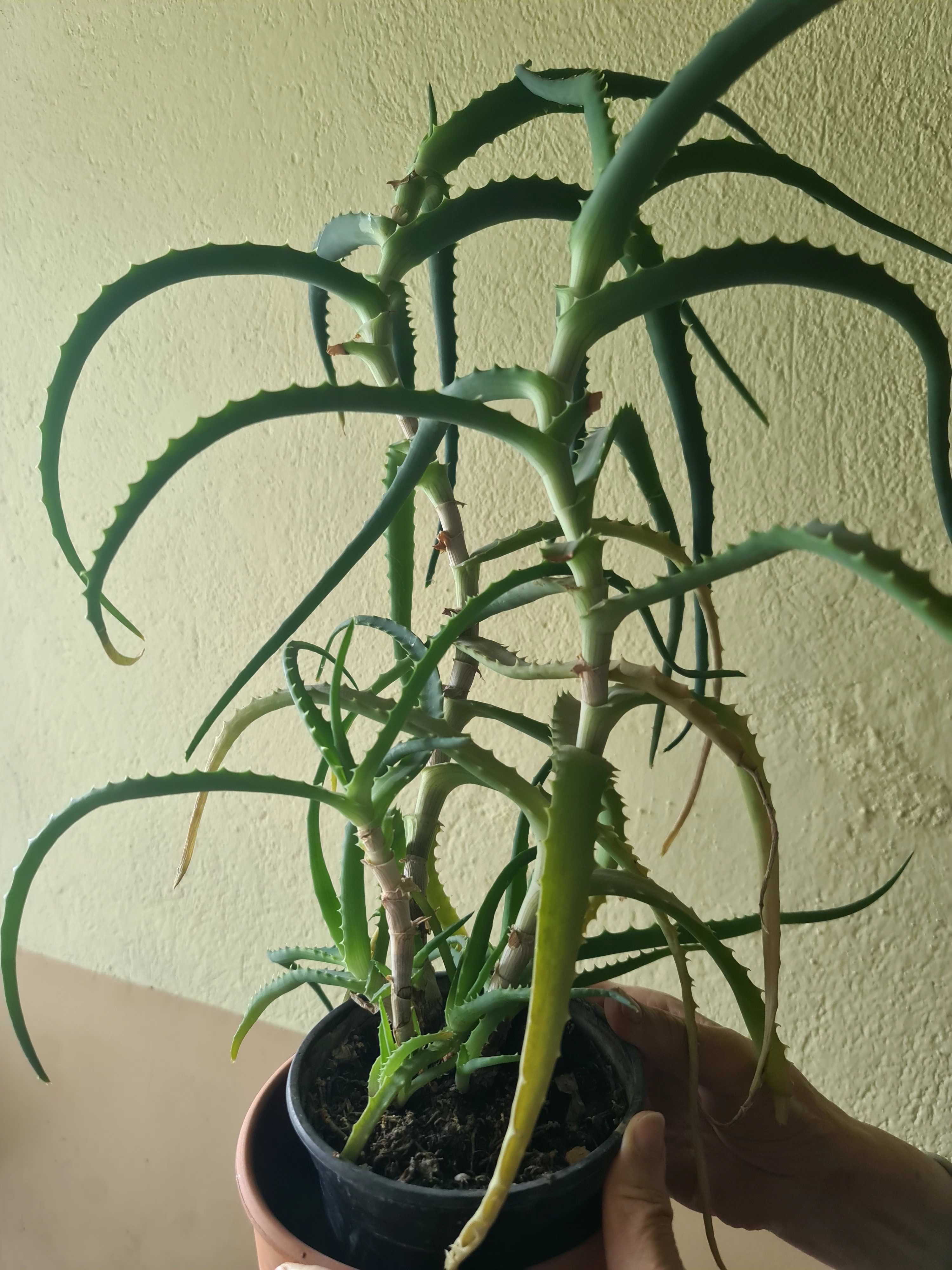 Дървовидно Алое (Aloe Arborescens)