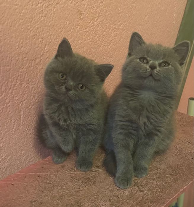 Британска късокосместа