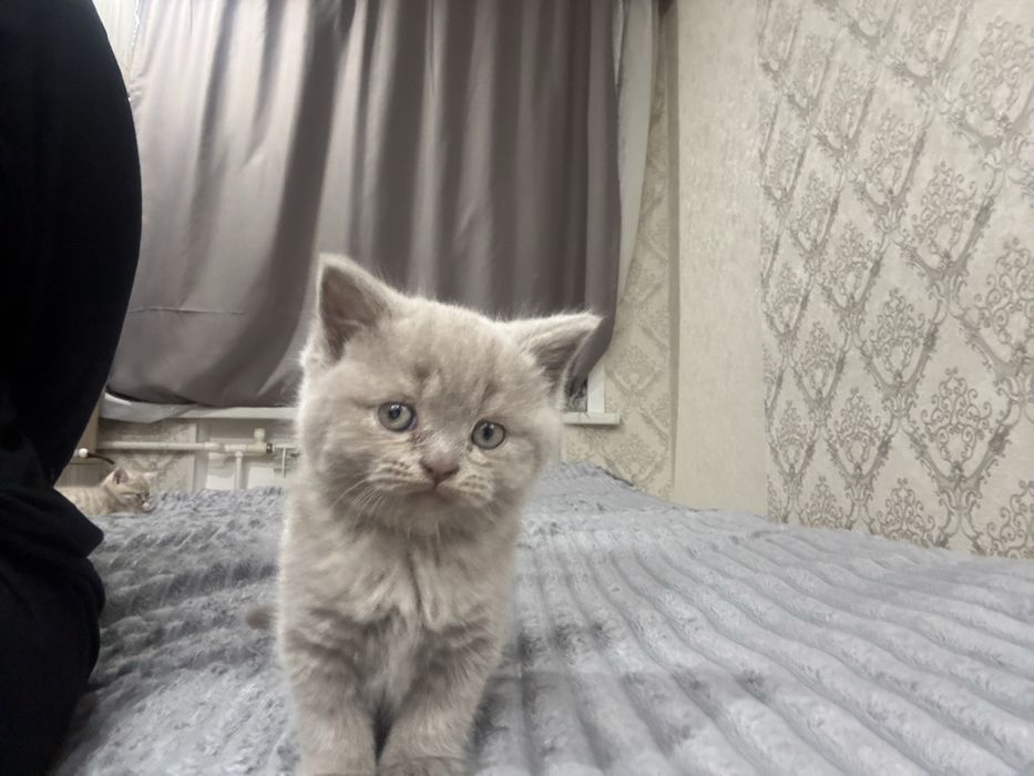 Продам котят, породистые