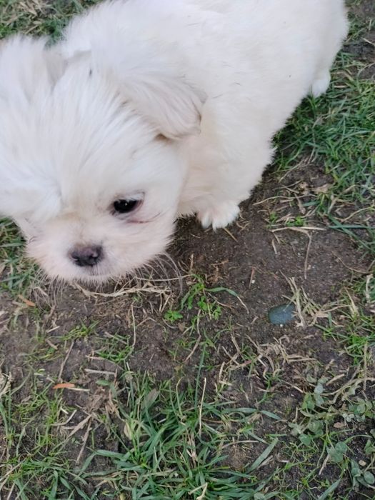 Pui shih tzu(fetiță)