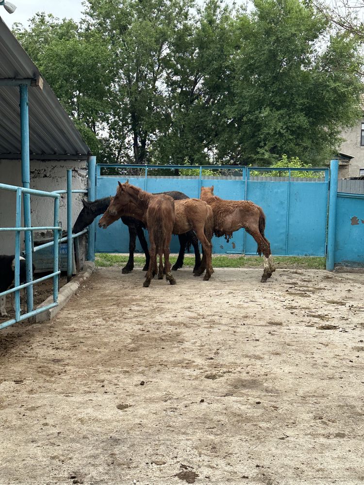 Жылкылар сатылады