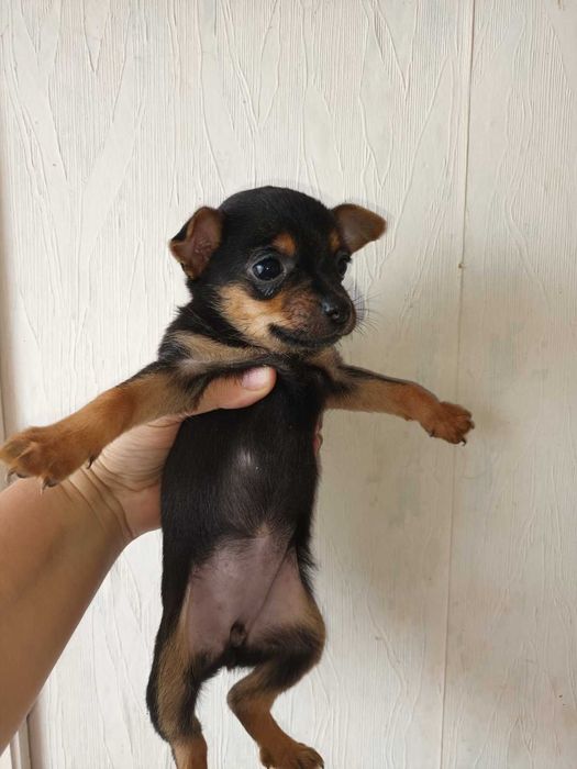 кученца кръстоска мини пинчер/чихуахуа