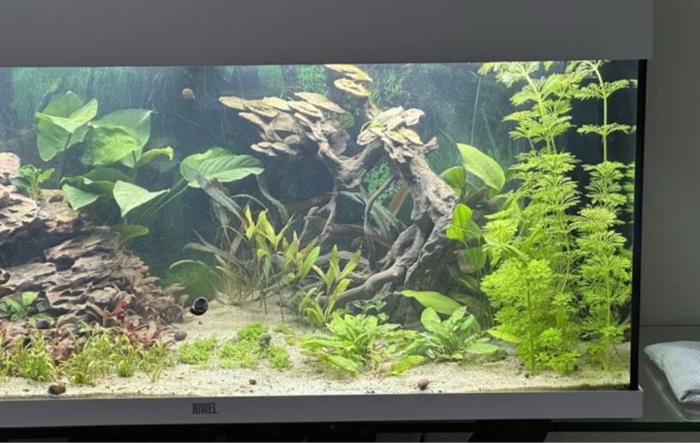 Acvariu Juwel Rio 180, alb plus stand