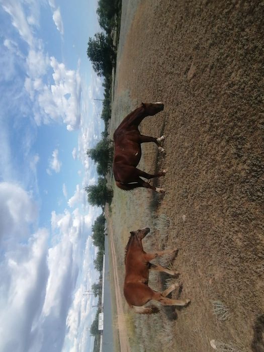 Продам кобылу с жеребенком