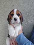 Pui beagle tricolor cu pedigree