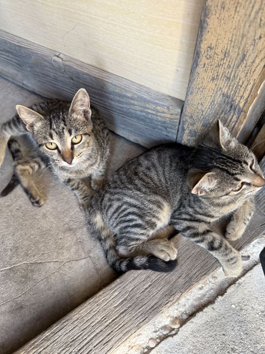 Pisici pentru adoptie