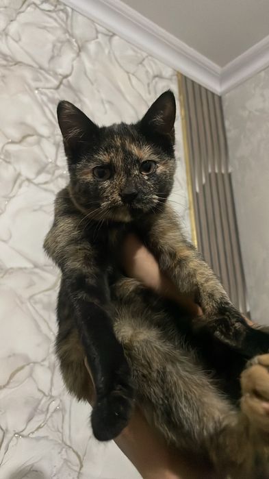 Онаси скоттиш фолд