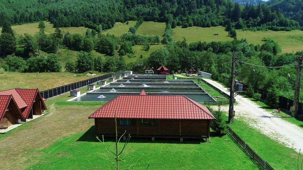 Pastrav curcubeu