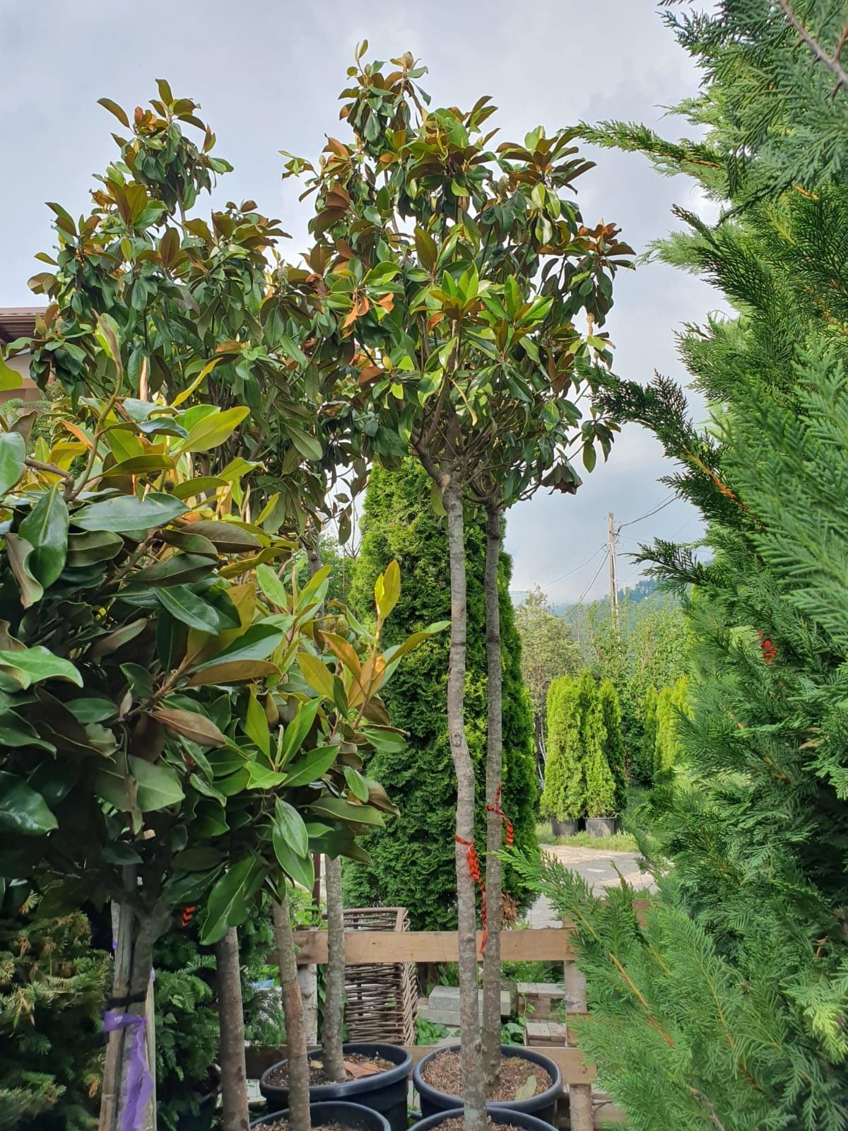Magnolie grandiflora photinia catalpa Pon pon