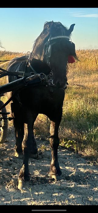 Armasar frizian 5 ani de vanzare Friesian