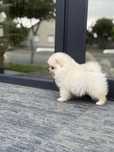 Pomeranian mascul cu acte
