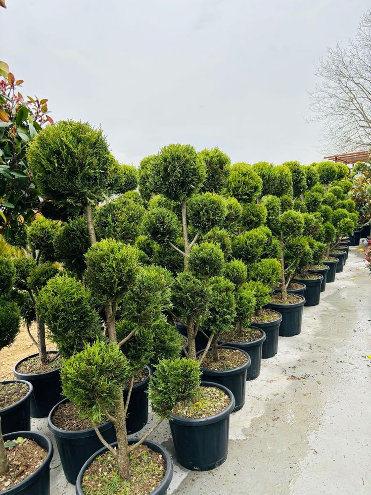 Plante Ornamentale Photinia , Laur englezesc , Leylandi , Tuia spirala