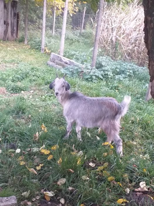 Vând capra alpina franceza