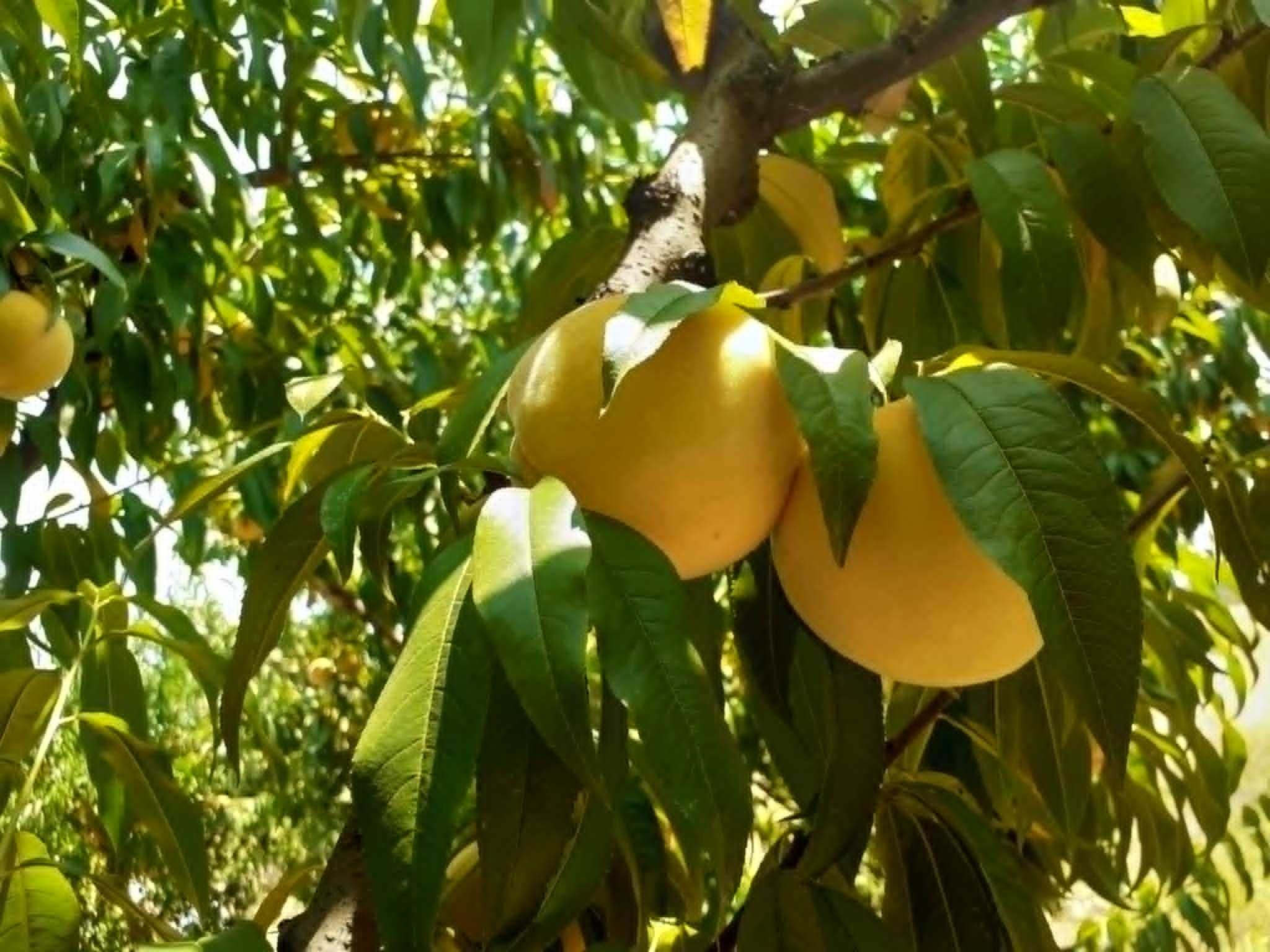 Продавам праскови за компот и ракия .
