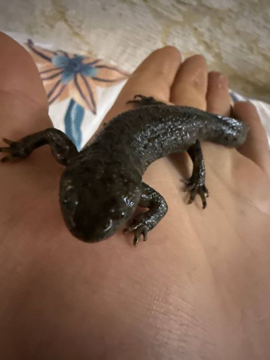 Тритончик - водный