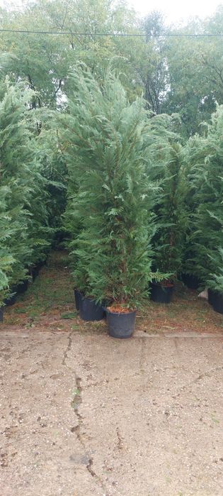 Brazii,pin,molid,mesteacăn,tei,leylandi,laur,photinia,arizonica,cedru